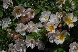 Silicon Valley Diamond (Rosa 'Silicon Valley Diamond') at Lakeshore Garden Centres