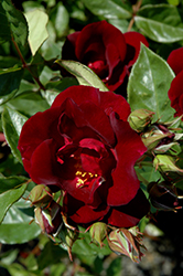 Night Owl Rose (Rosa 'Night Owl') at Lakeshore Garden Centres