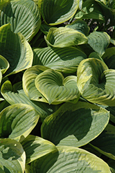 Pie A La Mode Hosta (Hosta 'Pie A La Mode') at Lakeshore Garden Centres