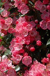 Tiddlywinks Mountain Laurel (Kalmia latifolia 'Tiddlywinks') at Lakeshore Garden Centres