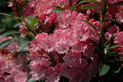 Tiddlywinks Mountain Laurel (Kalmia latifolia 'Tiddlywinks') at Lakeshore Garden Centres