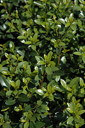 Green Island Japanese Holly (Ilex crenata 'Green Island') at Lakeshore Garden Centres