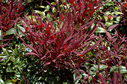 Burgundy Wine Dwarf Nandina (Nandina domestica 'Burgundy Wine') at Lakeshore Garden Centres