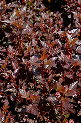 Dwarf Purple Ninebark (Physocarpus opulifolius 'Dwarf Purple') at Lakeshore Garden Centres
