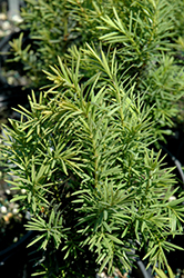 H.M. Eddie Yew (Taxus x media 'H.M. Eddie') at Lakeshore Garden Centres
