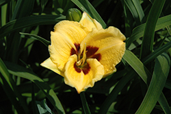 Magic Masquerade Daylily (Hemerocallis 'Magic Masquerade') at Lakeshore Garden Centres