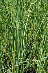Hardstem Bullrush (Scirpus acutus) at Lakeshore Garden Centres