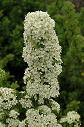 Teton Scarlet Firethorn (Pyracantha coccinea 'Teton') at Lakeshore Garden Centres