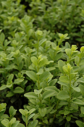 Julia Jane Boxwood (Buxus microphylla 'Julia Jane') at Lakeshore Garden Centres