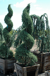 Carolina Sapphire Arizona Cypress (Cupressus arizonica 'Carolina Sapphire') at Lakeshore Garden Centres