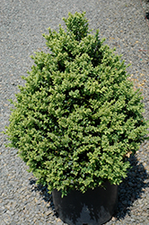 Alice Boxwood (Buxus 'Alice') at Lakeshore Garden Centres