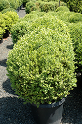 Green Mountain Boxwood (globe form) (Buxus 'Green Mountain (globe)') at Lakeshore Garden Centres