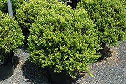 Green Beauty Boxwood (globe form) (Buxus 'Green Beauty (globe)') at Lakeshore Garden Centres