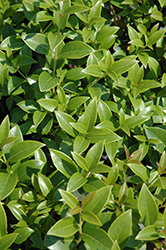 Burkwood Osmanthus (Osmanthus x burkwoodii) at Lakeshore Garden Centres