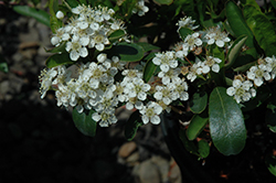 Government Red Scarlet Firethorn (Pyracantha coccinea 'Government Red') at Lakeshore Garden Centres