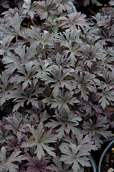 Purple Ghost Cranesbill (Geranium pratense 'Purple Ghost') at Lakeshore Garden Centres