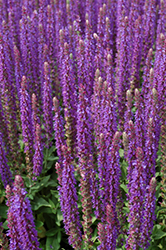 East Friesland Sage (Salvia nemorosa 'East Friesland') at Peter Knippel Garden Centre