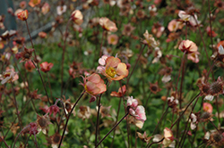 Mai Tai Avens (Geum 'Mai Tai') at Lakeshore Garden Centres