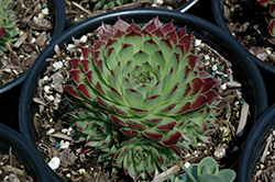 Mrs. Giuseppi Hens And Chicks (Sempervivum 'Mrs. Giuseppi') at Lakeshore Garden Centres