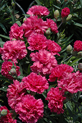 Early Bird Sherbet Pinks (Dianthus 'Wp08 Nik03') at Lakeshore Garden Centres