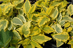 Cream And Gold Rockrose (Cistus 'Cream And Gold') at Lakeshore Garden Centres