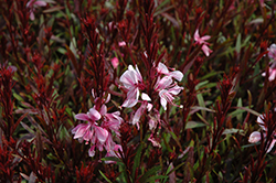 Passionate Blush Gaura (Gaura lindheimeri 'Passionate Blush') at Lakeshore Garden Centres