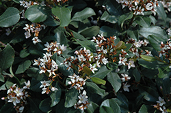 Yeddo Hawthorn (Rhaphiolepis umbellata) at Lakeshore Garden Centres
