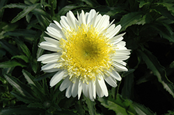 Realflor Real Dream Shasta Daisy (Leucanthemum x superbum 'Real Dream') at Lakeshore Garden Centres