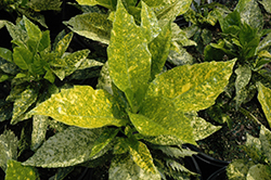 Golden King Aucuba (Aucuba japonica 'Golden King') at Lakeshore Garden Centres