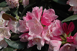 Hachmann's Polaris Rhododendron (Rhododendron 'Hachmann's Polaris') at Lakeshore Garden Centres