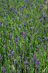 Thumbelina Leigh Lavender (Lavandula angustifolia 'Thumbelina Leigh') at Lakeshore Garden Centres