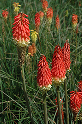 Flamenco Mix Torchlily (Kniphofia 'Flamenco') at Lakeshore Garden Centres