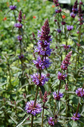Purple Haze Hyssop (Agastache 'Purple Haze') at Lakeshore Garden Centres