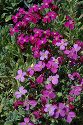 Cascade Red Rock Cress (Aubrieta 'Cascade Red') at Lakeshore Garden Centres