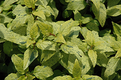 Lemon Spritzer Cape Fuchsia (Phygelius 'Lemon Spritzer') at Lakeshore Garden Centres