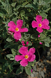Sunset Magenta Rockrose (Cistus 'Sunset') at Lakeshore Garden Centres