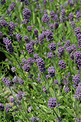Mini Blue Lavender (Lavandula angustifolia 'Mini Blue') at Lakeshore Garden Centres