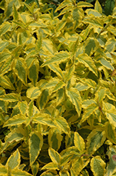 Mickie Rockrose (Cistus 'Mickie') at Lakeshore Garden Centres