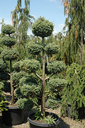 Cyano-Viridis Poodle Form Falsecypress (Chamaecyparis pisifera 'Cyano-Viridis (poodle)') at Lakeshore Garden Centres