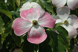 Aurora Flowering Dogwood (Cornus 'Rutban') at Lakeshore Garden Centres