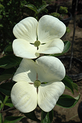 Venus Flowering Dogwood (Cornus 'Venus') at Lakeshore Garden Centres