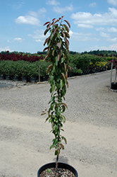 Colonnade Maypole Flowering Crab (Malus 'Colonnade Maypole') at Lakeshore Garden Centres