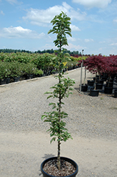 Colonnade Bolero Apple (Malus 'Tuscan') at Lakeshore Garden Centres