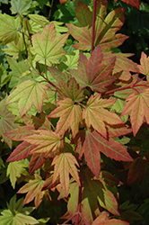 Vine Maple (Acer circinatum) at Lakeshore Garden Centres