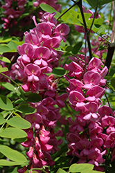 Purple Robe Locust (Robinia pseudoacacia 'Purple Robe') at Lakeshore Garden Centres