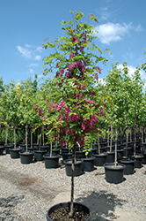 Purple Robe Locust (Robinia pseudoacacia 'Purple Robe') at Lakeshore Garden Centres