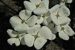 Starlight Flowering Dogwood (Cornus 'KN4-43') at Lakeshore Garden Centres