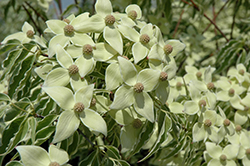 Samaritan Chinese Dogwood (Cornus kousa 'Samaritan') at Lakeshore Garden Centres