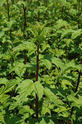 Pacific Ninebark (Physocarpus capitatus) at Lakeshore Garden Centres
