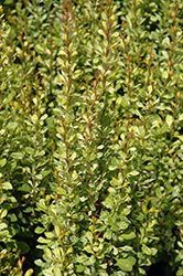 Pow Wow Japanese Barberry (Berberis thunbergii 'Pow Wow') at Lakeshore Garden Centres